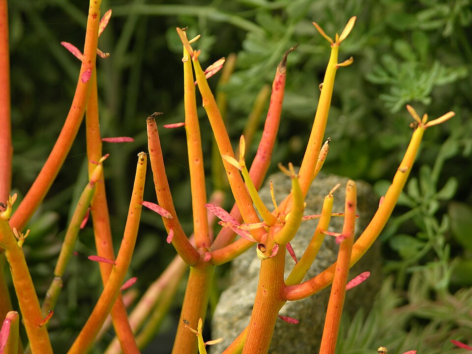 Euphorbia tirucalli (Fire Stick) (alternate view 5)