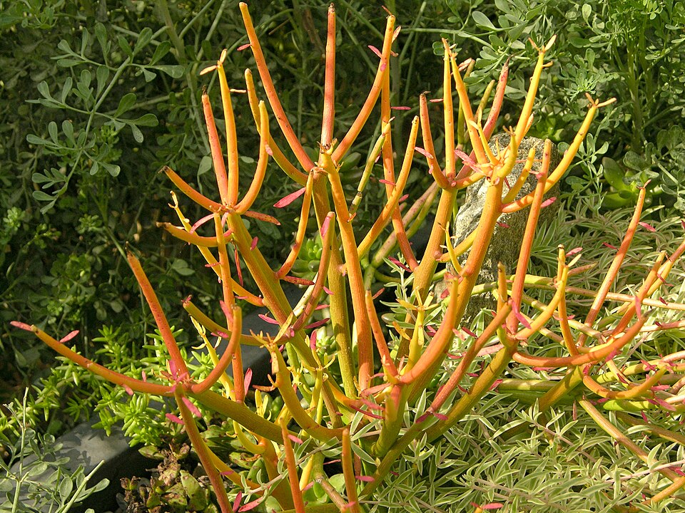 Euphorbia tirucalli (Fire Stick) (alternate view 6)