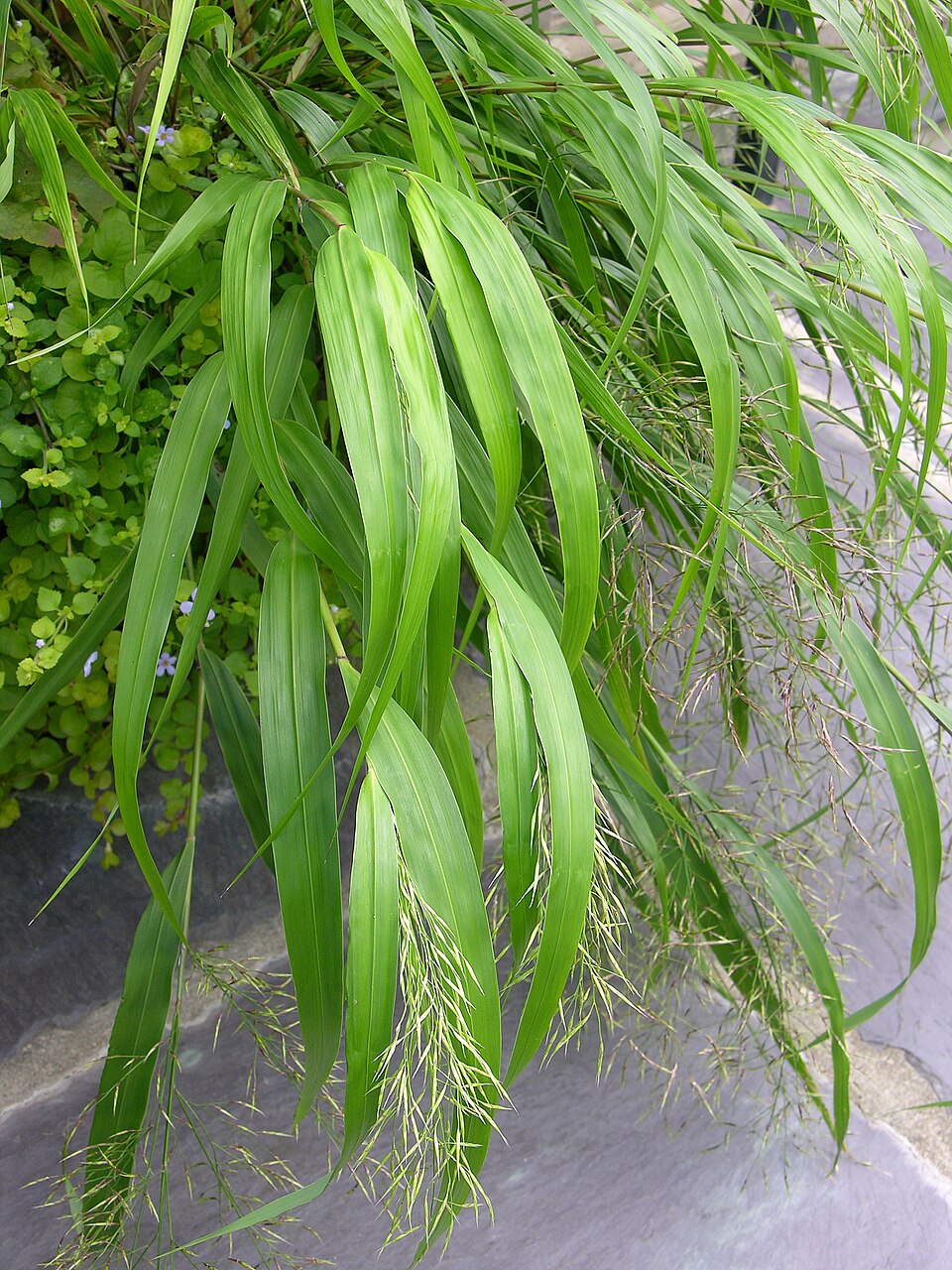 Hakonechloa macra 'All Gold' (All Gold Hakone Grass)