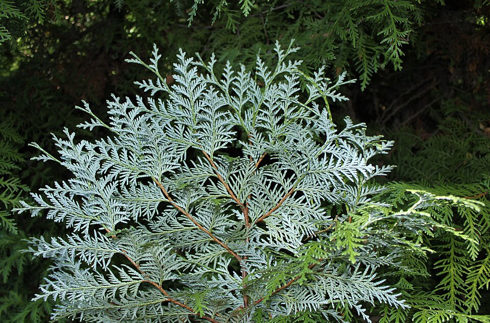 Thuja koraiensis (Blue Korean Arborvitae) (alternate view 7)