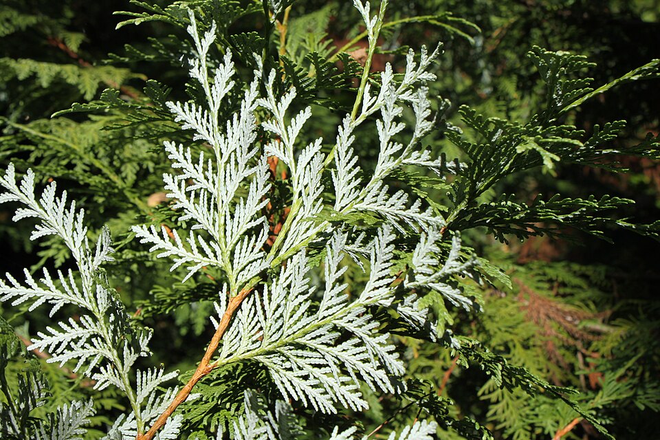 Thuja koraiensis (Blue Korean Arborvitae) (alternate view 8)