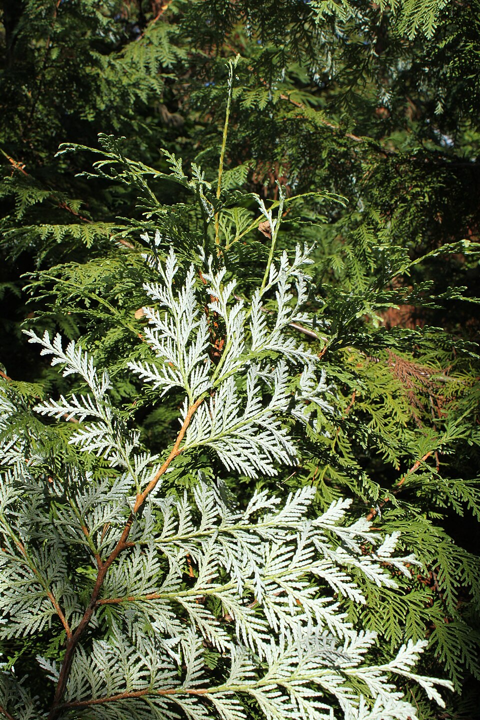 Thuja koraiensis (Blue Korean Arborvitae) (alternate view 9)