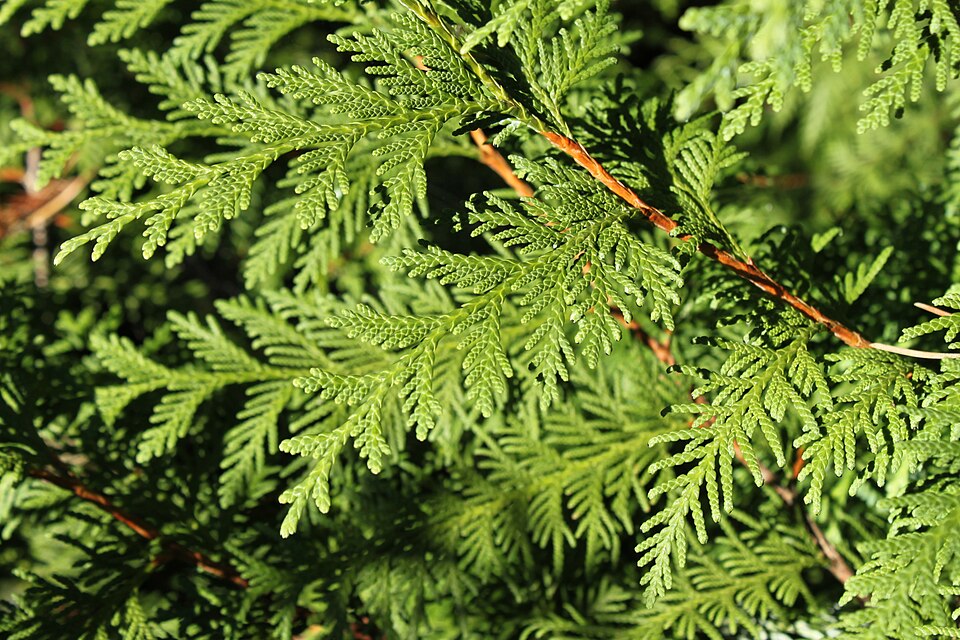 Thuja koraiensis (Blue Korean Arborvitae) (alternate view 10)