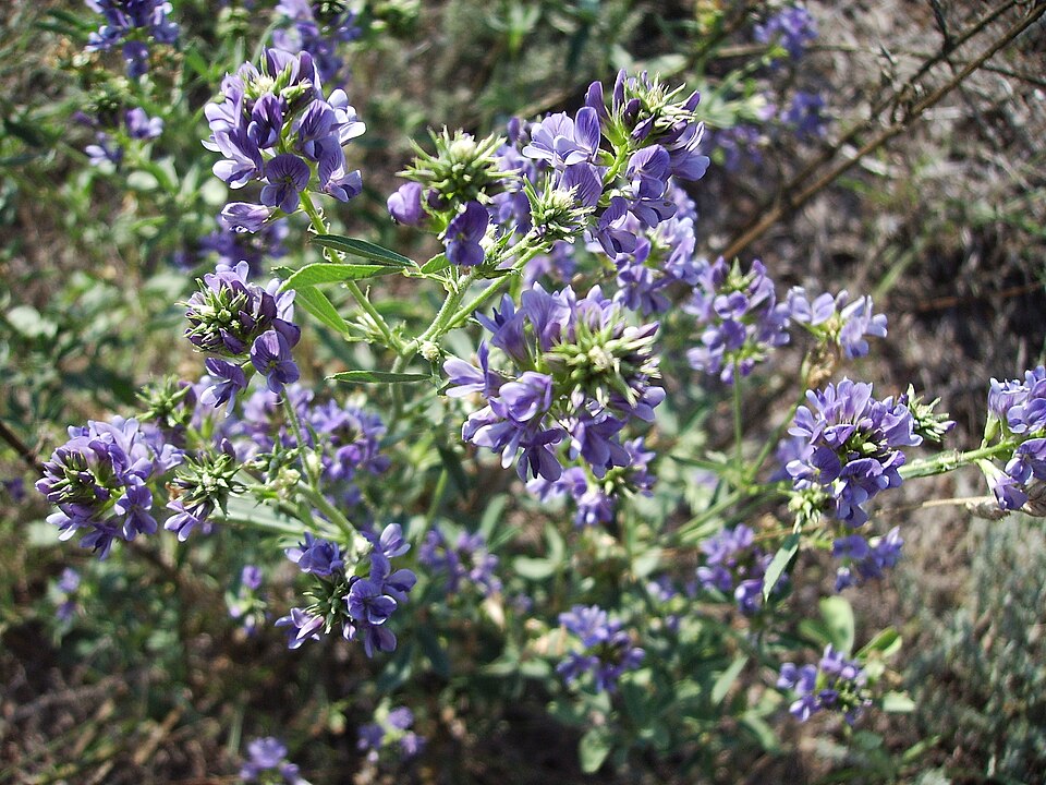 Medicago sativa (Alfalfa)