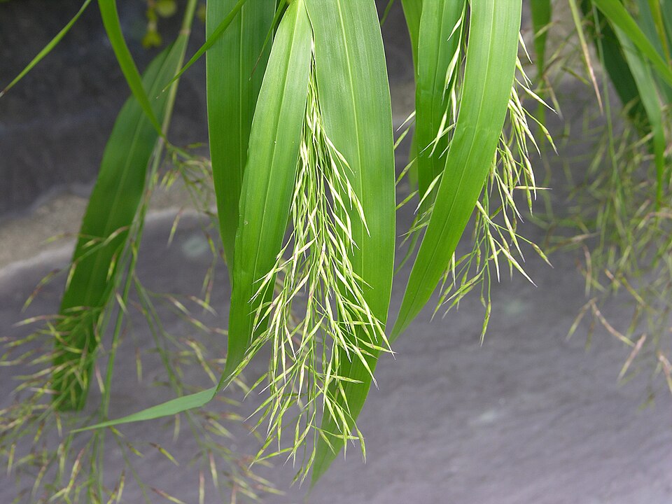 Hakonechloa macra 'All Gold' (All Gold Hakone Grass) (alternate view 2)