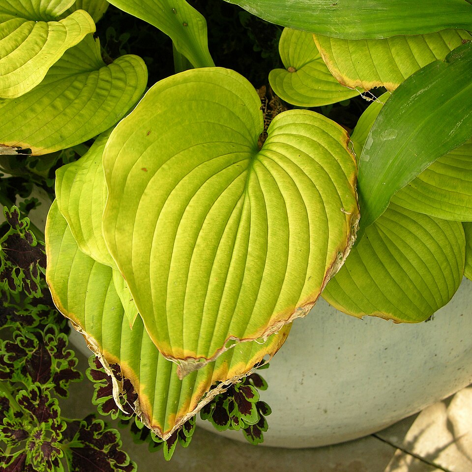 Hosta 'Sum and Substance' (Sum and Substance Hosta)