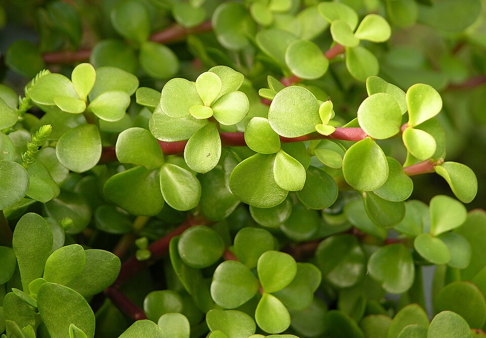 Portulacaria afra (Jade Plant) (alternate view 9)