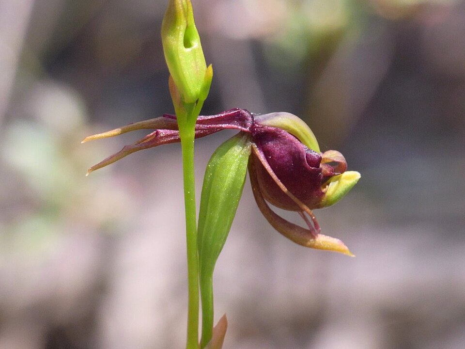 Caleana major (Large Flying Duck Orchid) (alternate view 5)