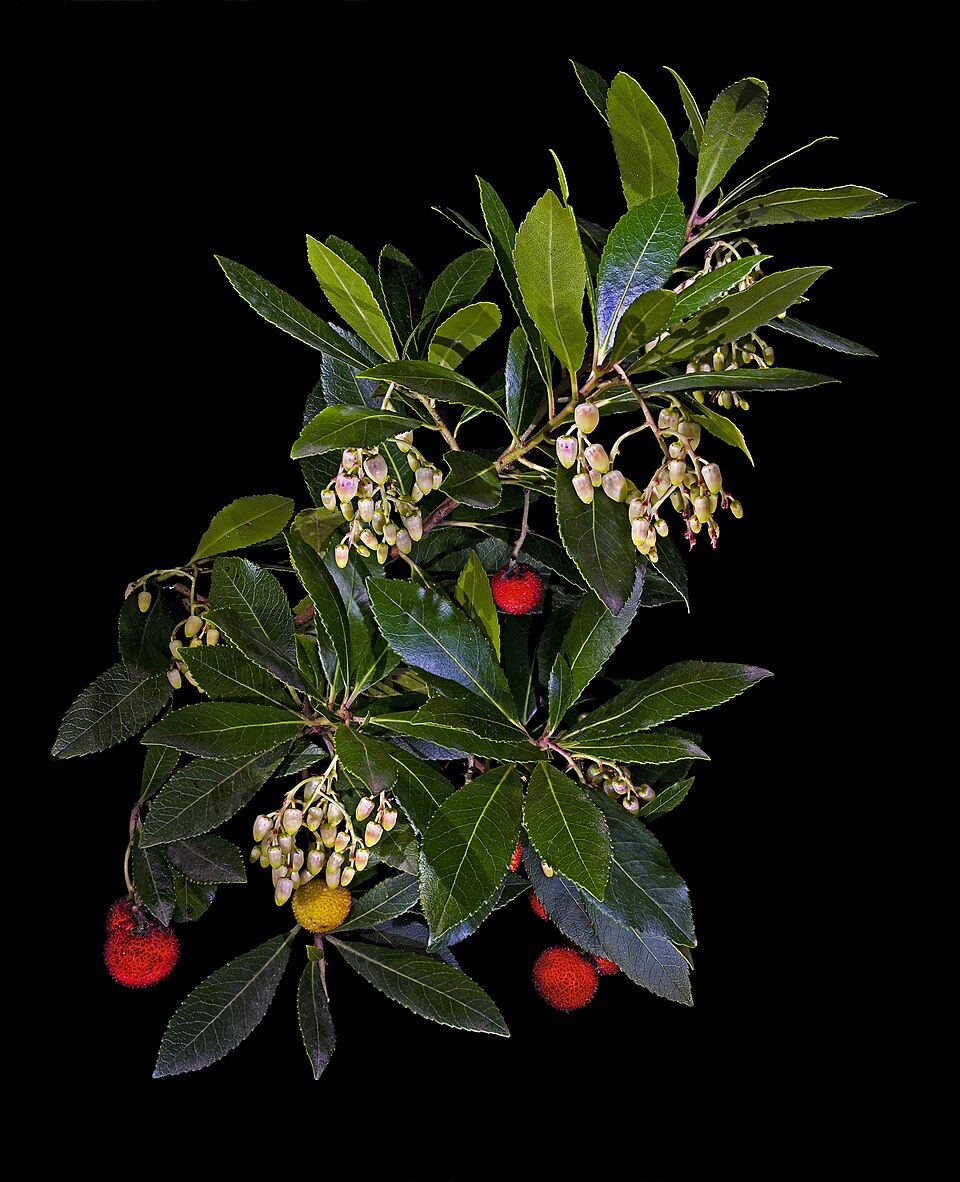 Arbutus unedo (strawberry tree) (alternate view 11)