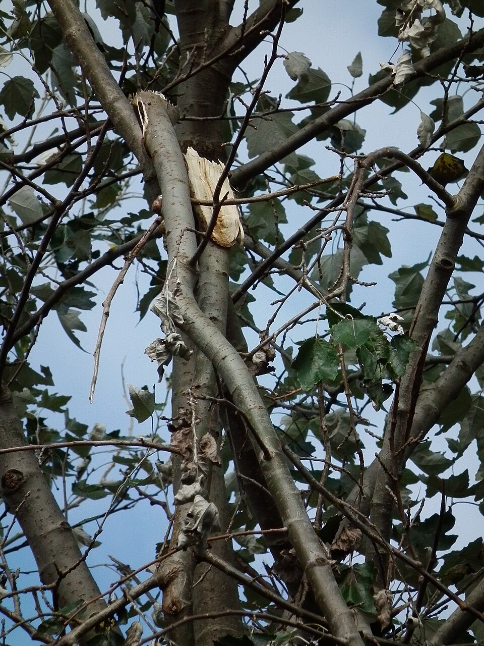 Populus alba (white poplar)