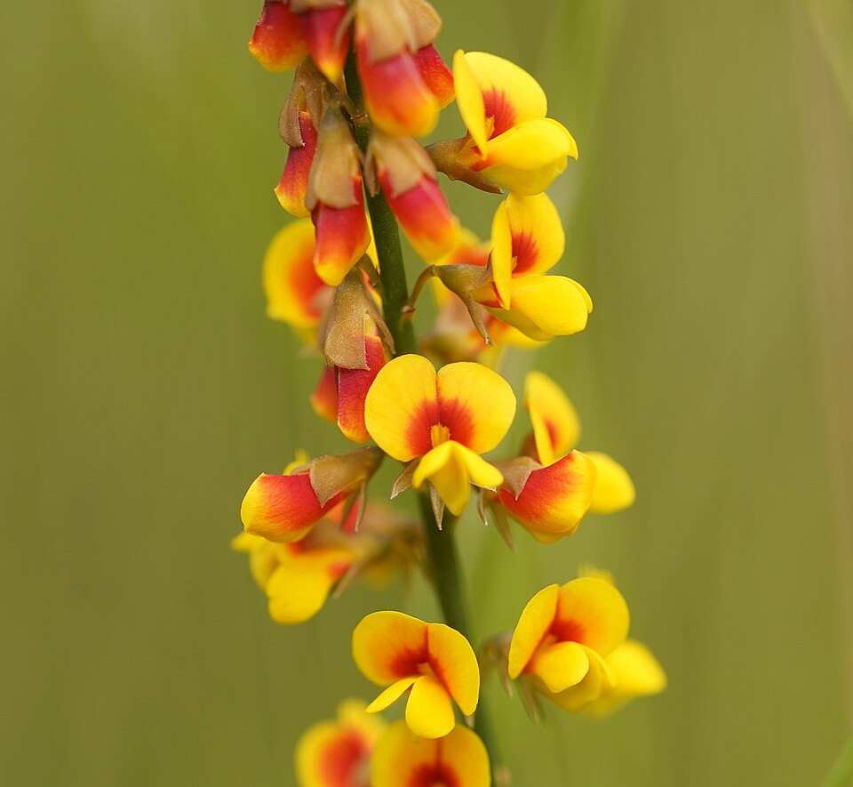 Sphaerolobium minus (globe-pea) (alternate view 6)
