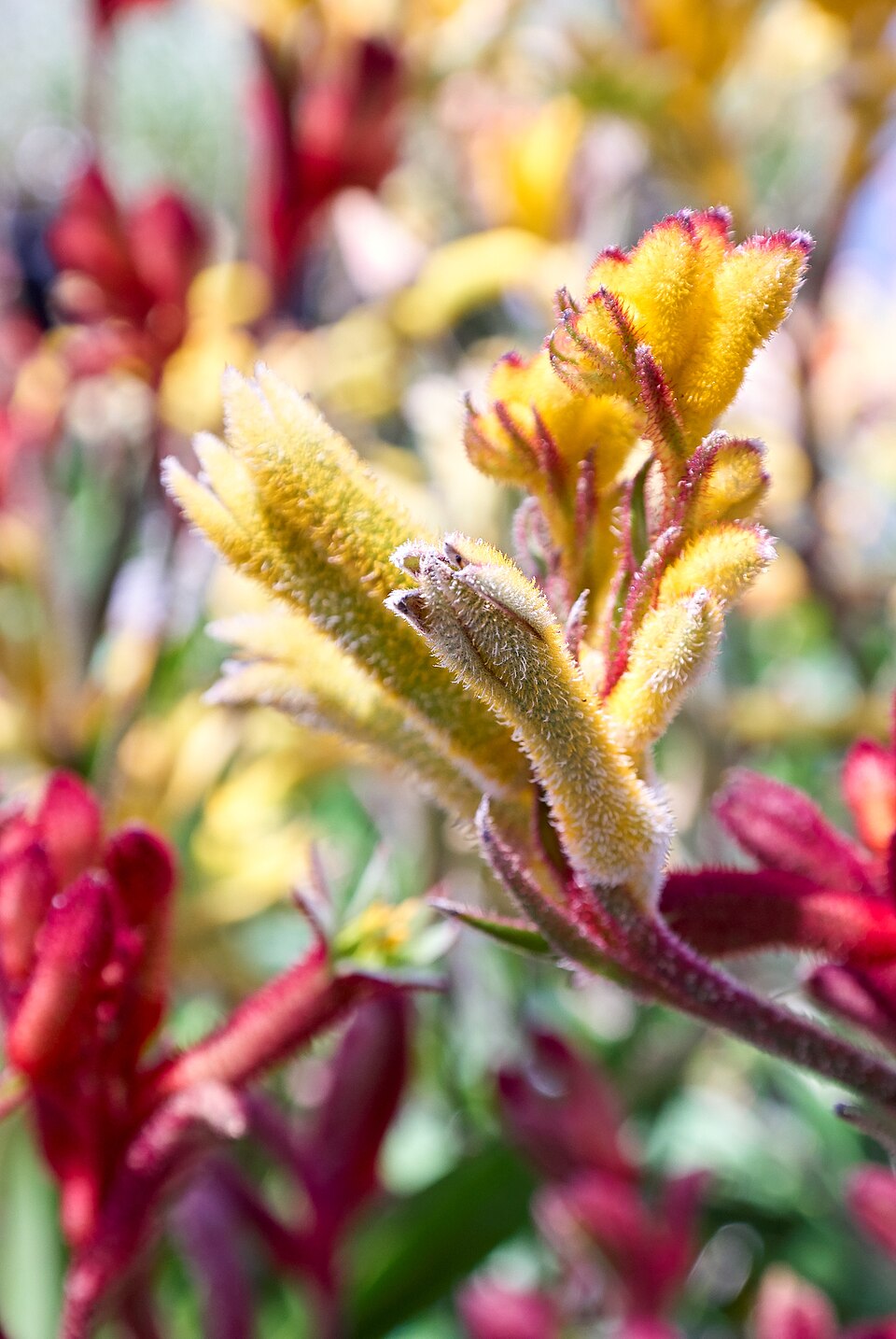 Anigozanthos (Kangaroo paws) (alternate view 3)