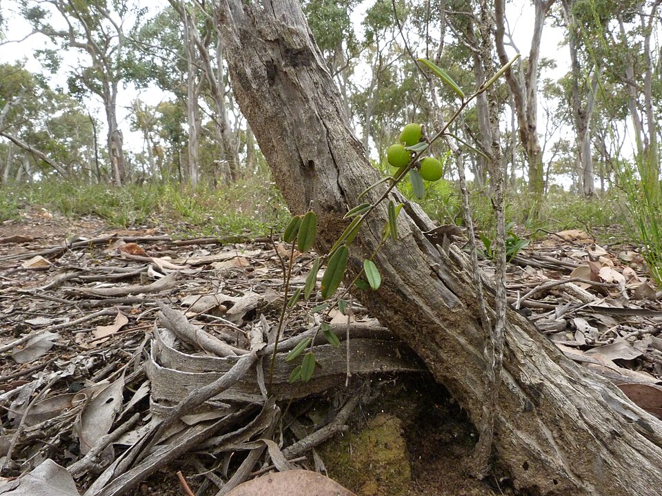 Hovea heterophylla (common hovea)