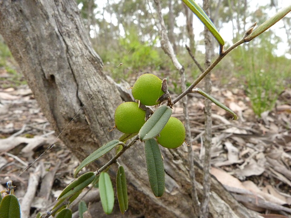 Hovea heterophylla (common hovea) (alternate view 2)