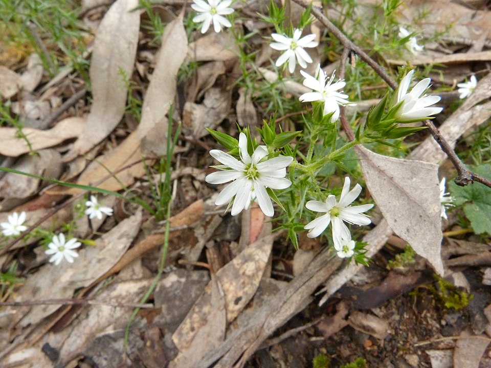 Stellaria pungens (prickly starwort) (alternate view 6)