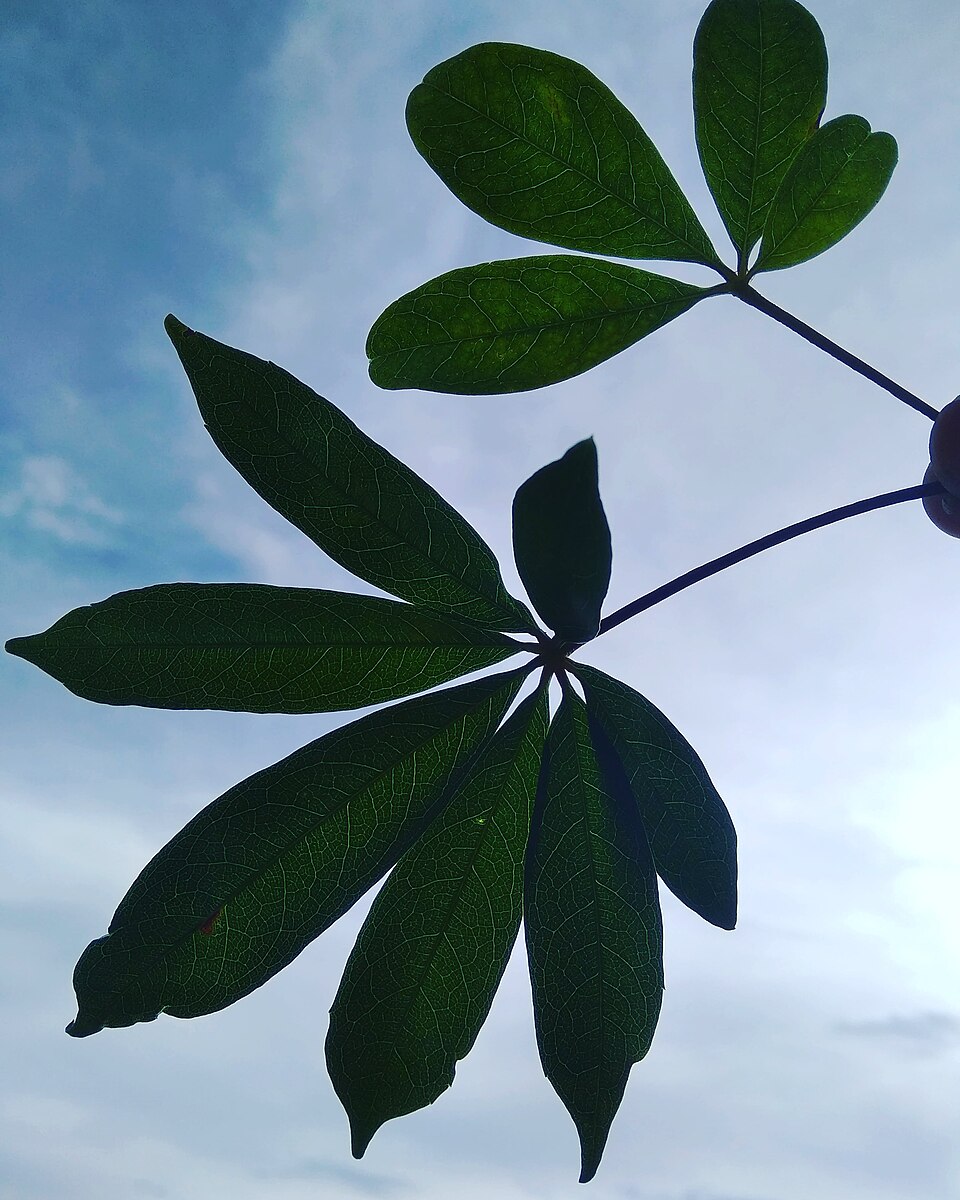 Carica (Papaya) (alternate view 3)