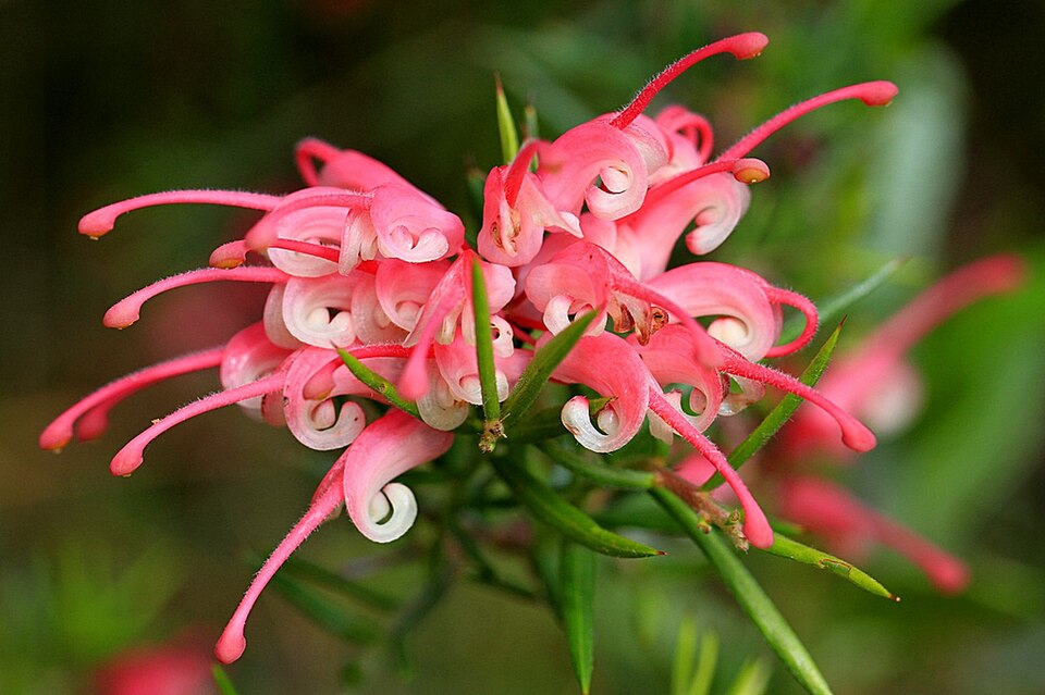 Grevillea lavandulacea (Lavender Grevillea) (alternate view 2)