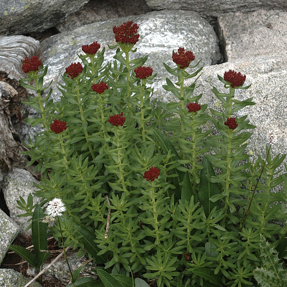Rhodiola integrifolia (western roseroot) (alternate view 8)