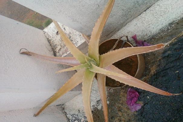 Aloe vera (Aloe Vera) (alternate view 4)