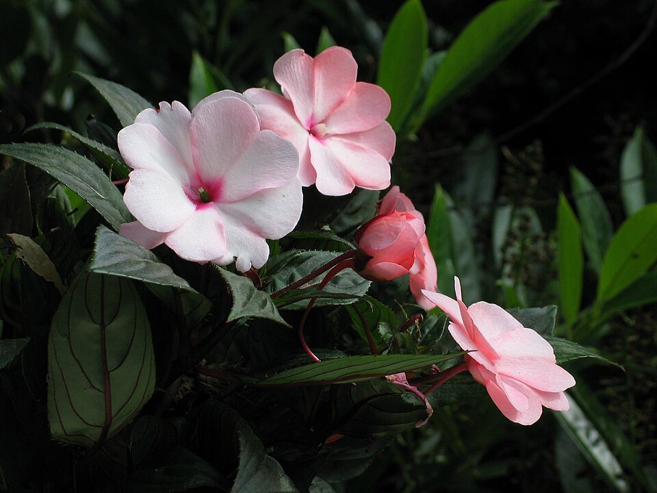 Impatiens hawkeri (New Guinea Impatiens) (alternate view 8)