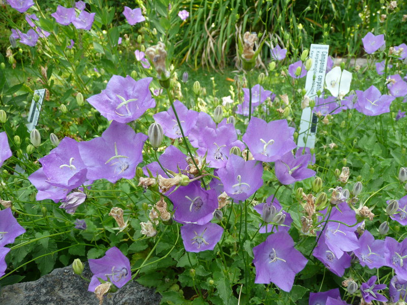 Campanula carpatica (bellflower) (alternate view 9)