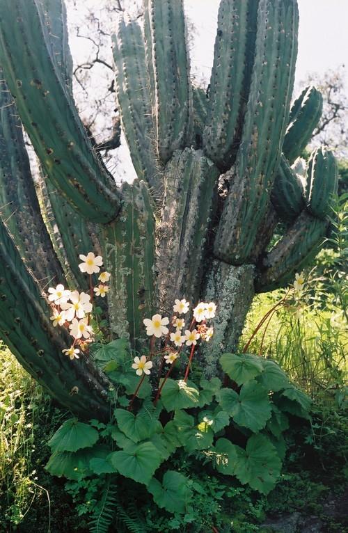 Trichocereus