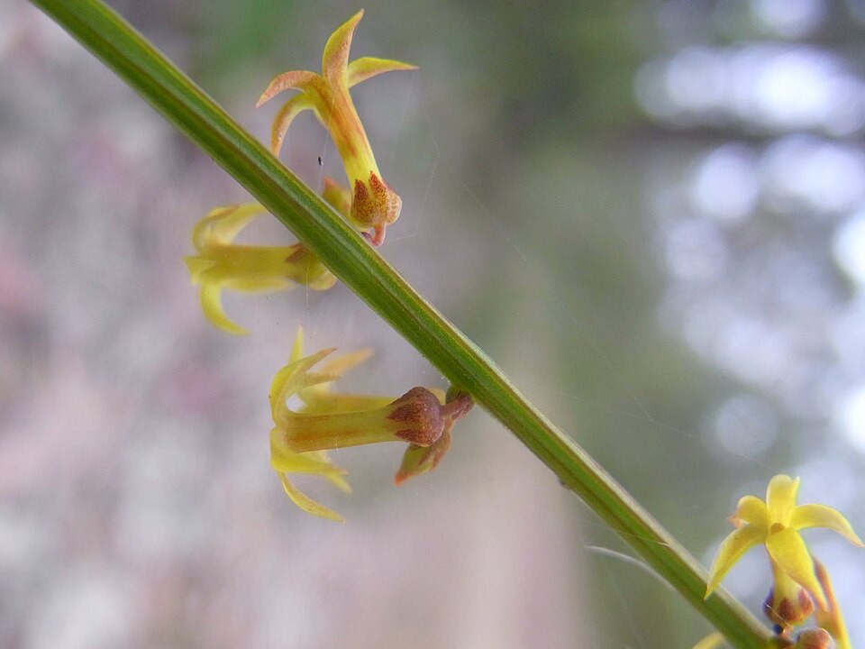 Stackhousia viminea (Yellow Stackhousia) (alternate view 6)
