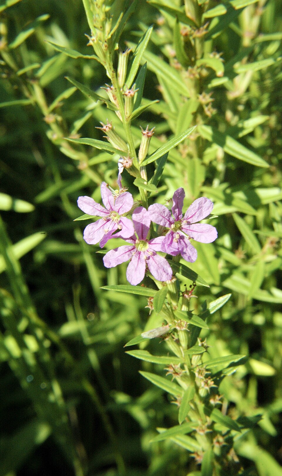 Lythrum alatum (Winged Loosestrife) (alternate view 6)