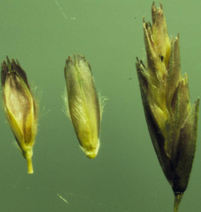 Tridens flavus (purpletop tridens) (alternate view 6)