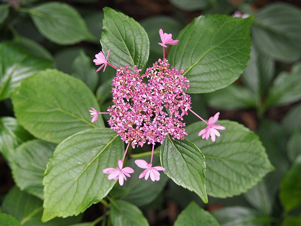Hydrangea macrophylla 'Izu-no-hana' (Izu-no-hana Hydrangea) (alternate view 3)