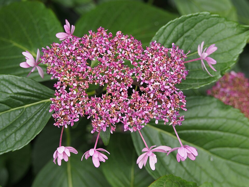 Hydrangea macrophylla 'Izu-no-hana' (Izu-no-hana Hydrangea) (alternate view 4)