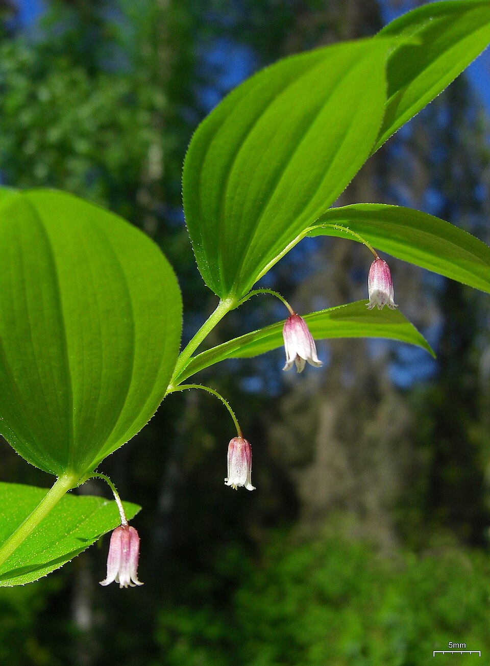 Streptopus lanceolatus (rose twisted-stalk) (alternate view 3)