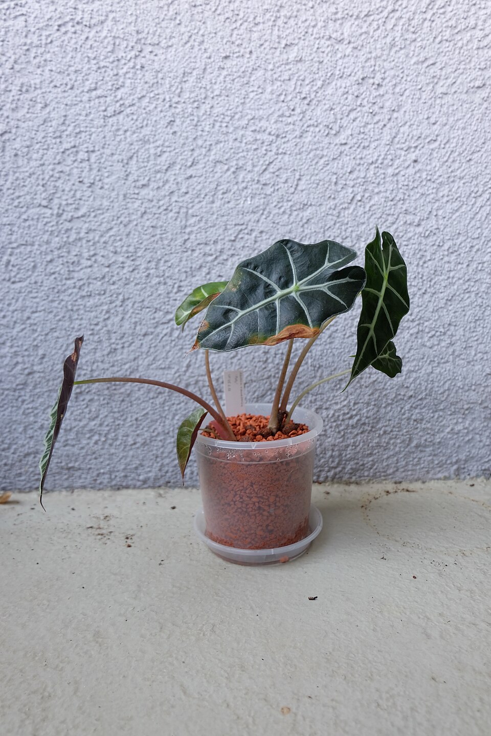 Alocasia (elephant's-ears) (alternate view 2)