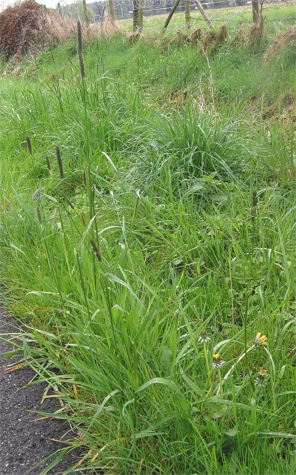 Alopecurus pratensis (Meadow Foxtail)