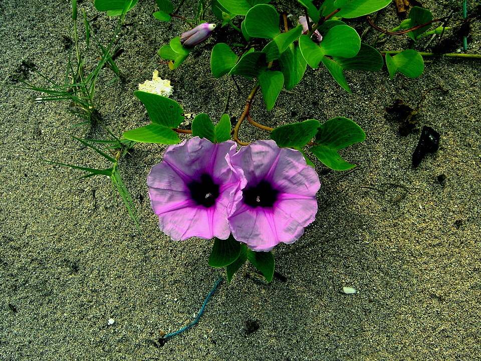 Ipomoea pes-caprae (Beach Morning Glory)