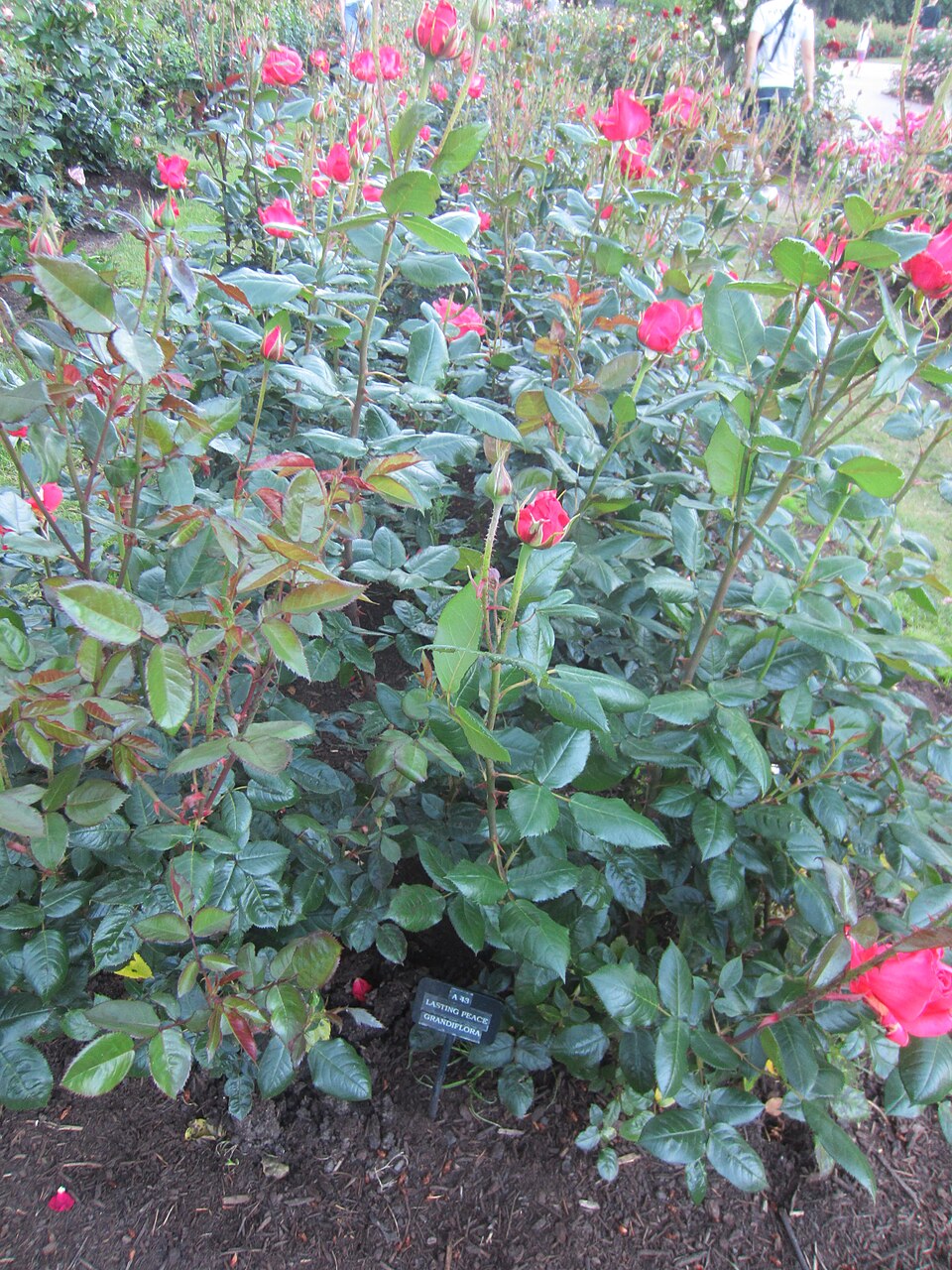 Rosa 'Pinkerbelle' (Pinkerbelle Rose)