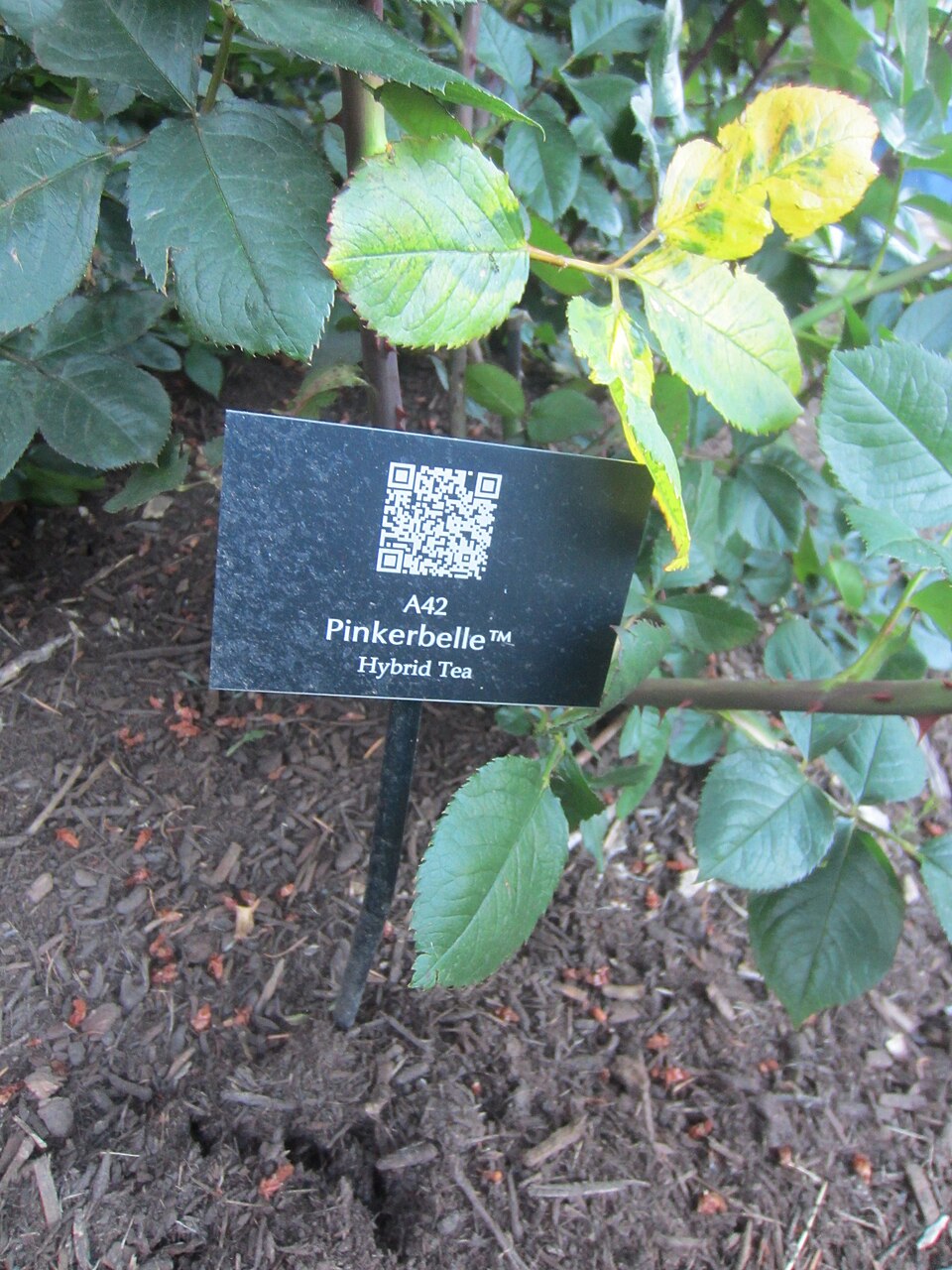 Rosa 'Pinkerbelle' (Pinkerbelle Rose) (alternate view 2)