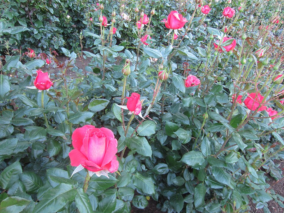 Rosa 'Pinkerbelle' (Pinkerbelle Rose) (alternate view 3)