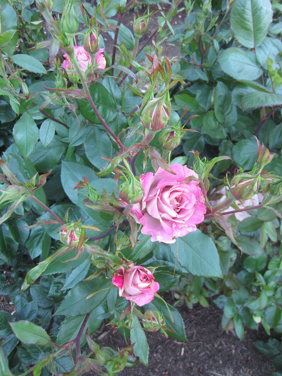 Rosa 'Pinkerbelle' (Pinkerbelle Rose) (alternate view 4)