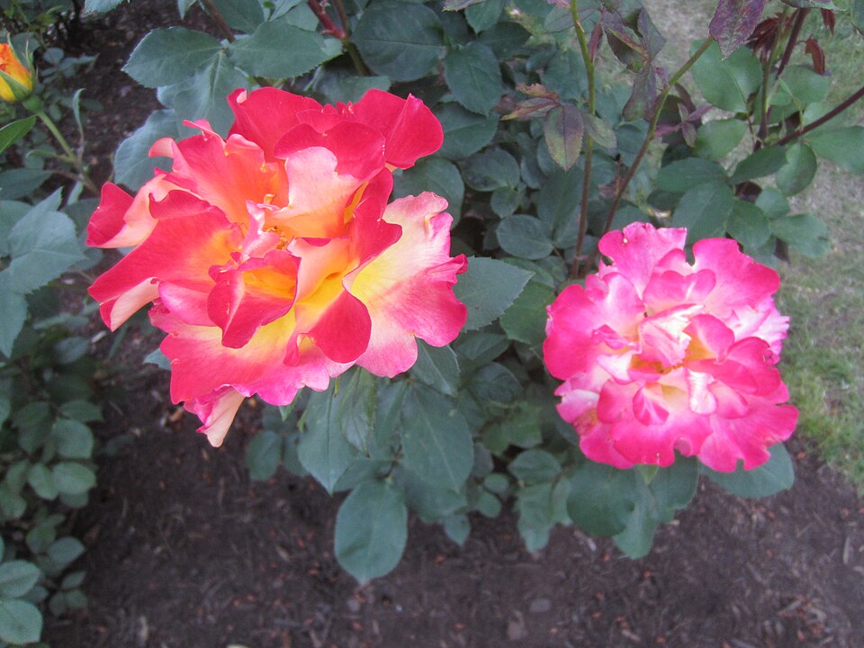 Rosa 'Sunset Horizon' (Sunset Horizon Rose)