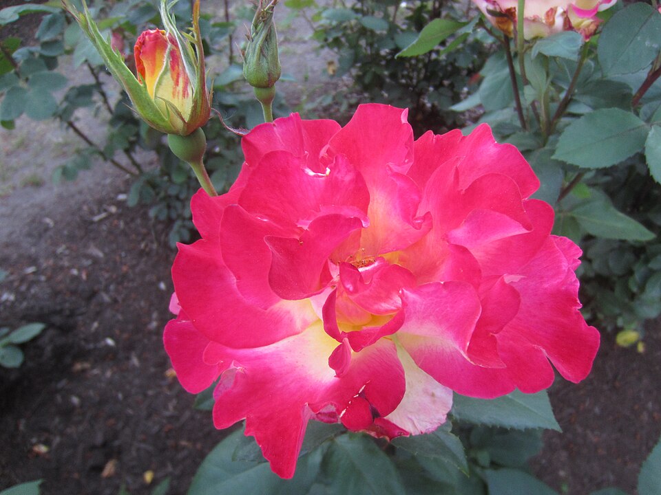 Rosa 'Sunset Horizon' (Sunset Horizon Rose) (alternate view 2)