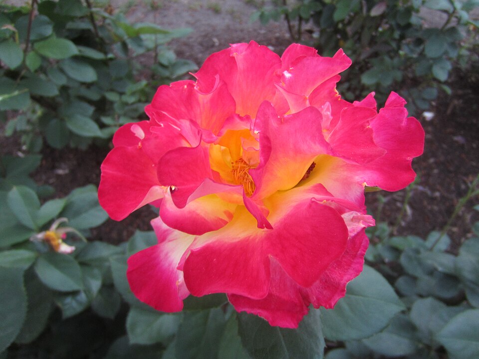 Rosa 'Sunset Horizon' (Sunset Horizon Rose) (alternate view 3)