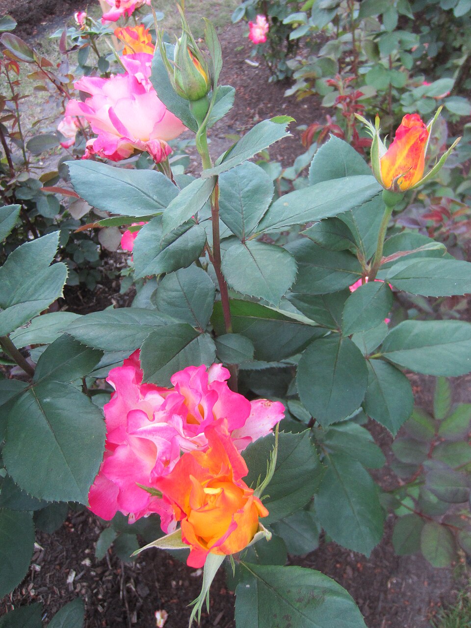 Rosa 'Sunset Horizon' (Sunset Horizon Rose) (alternate view 4)