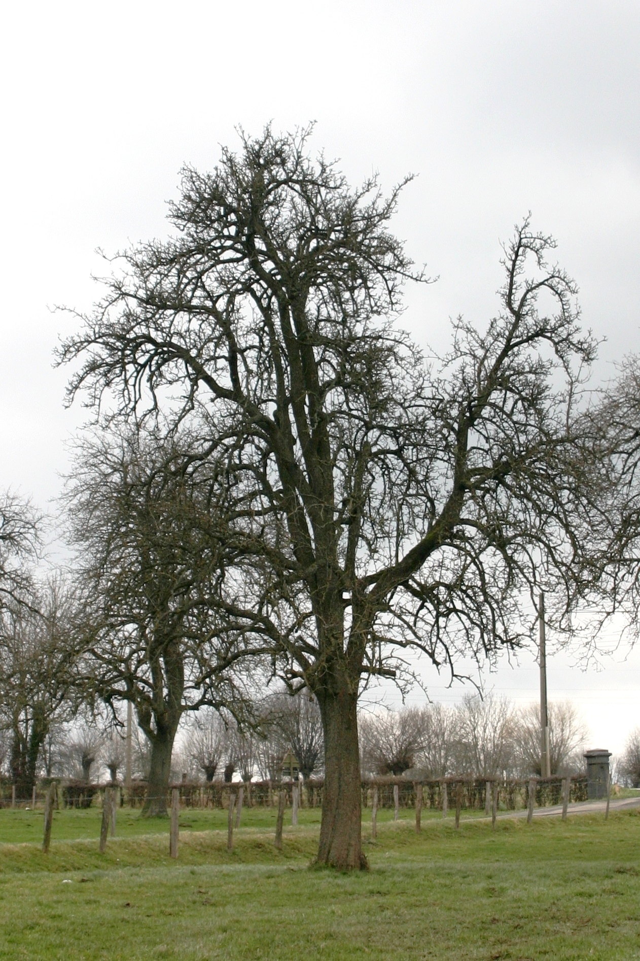 Pyrus communis, Common pear — upright deciduous (Rosaceae) (image 5 of 6)