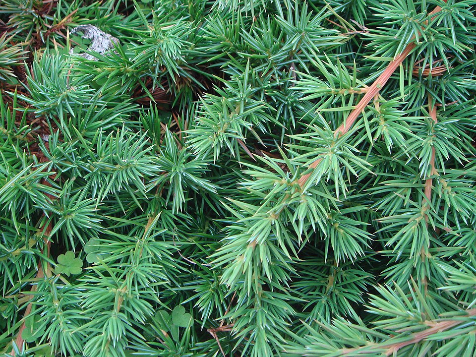 Juniperus conferta (shore juniper)