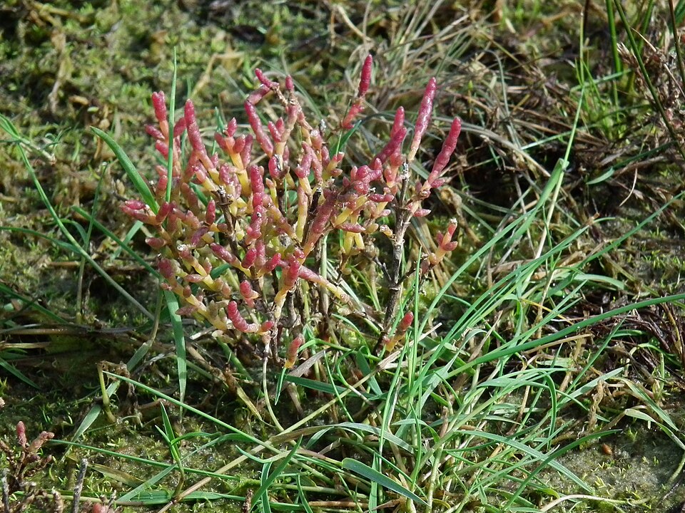 Salicornia europaea (Common Glasswort)