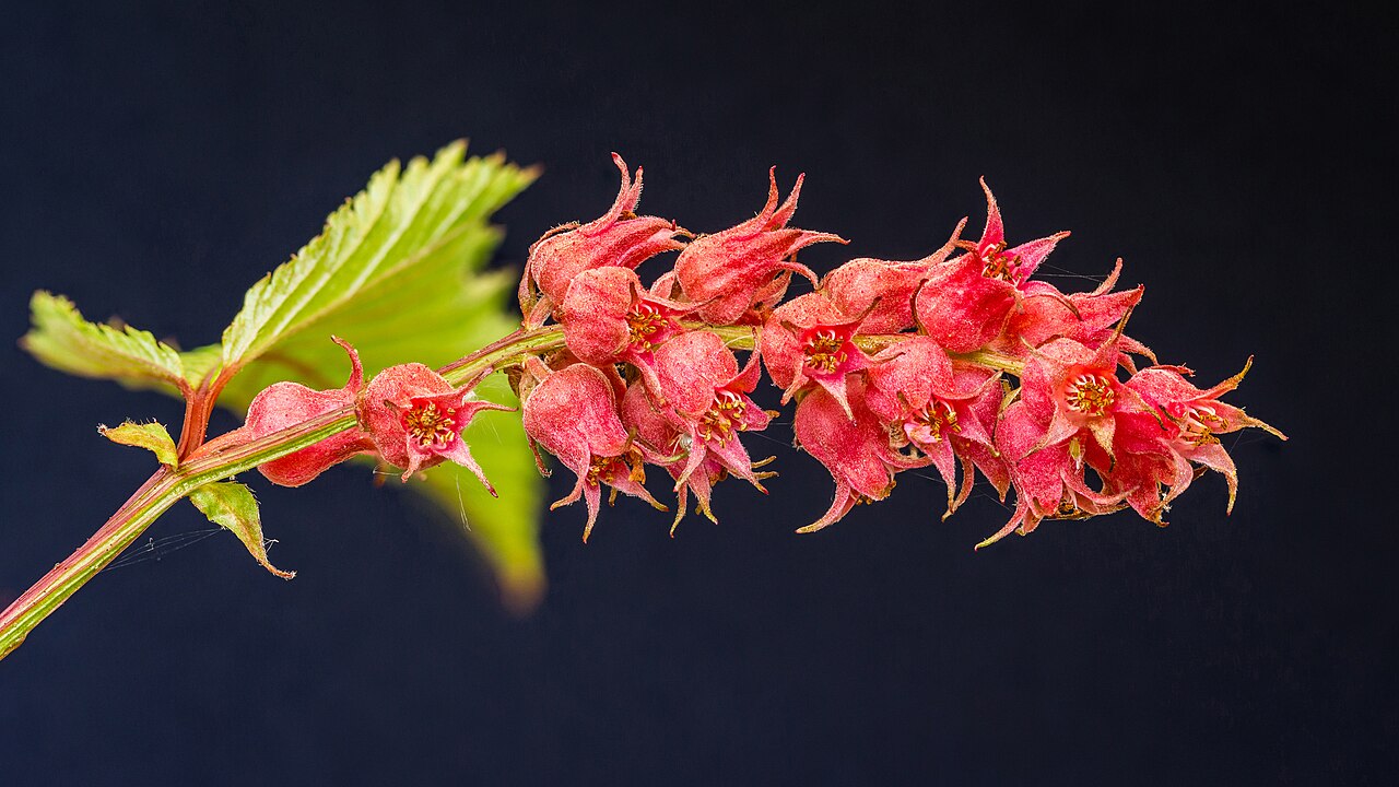 Neillia affinis (Chinese Neillia)