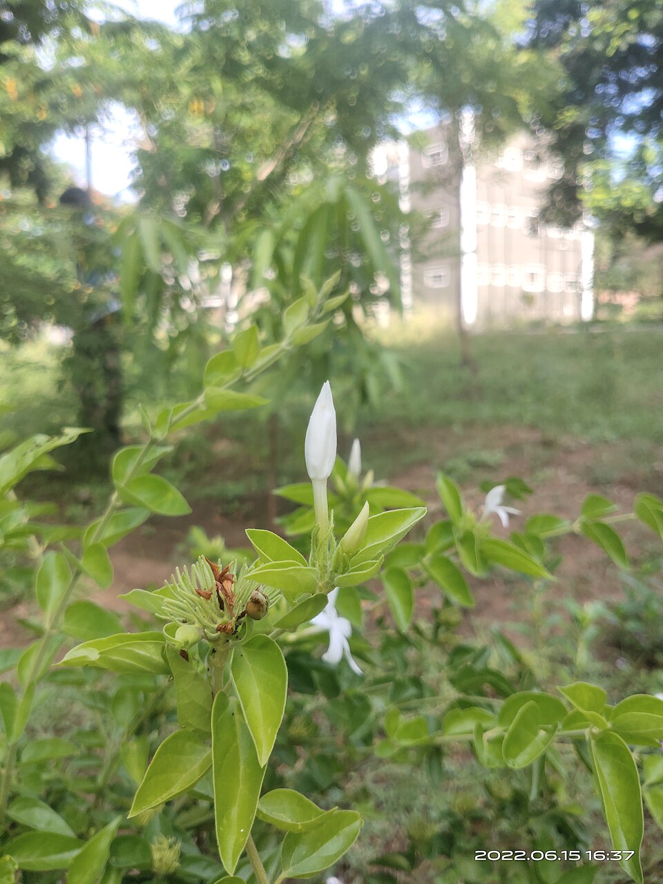 Jasminum (jasmine) (alternate view 3)