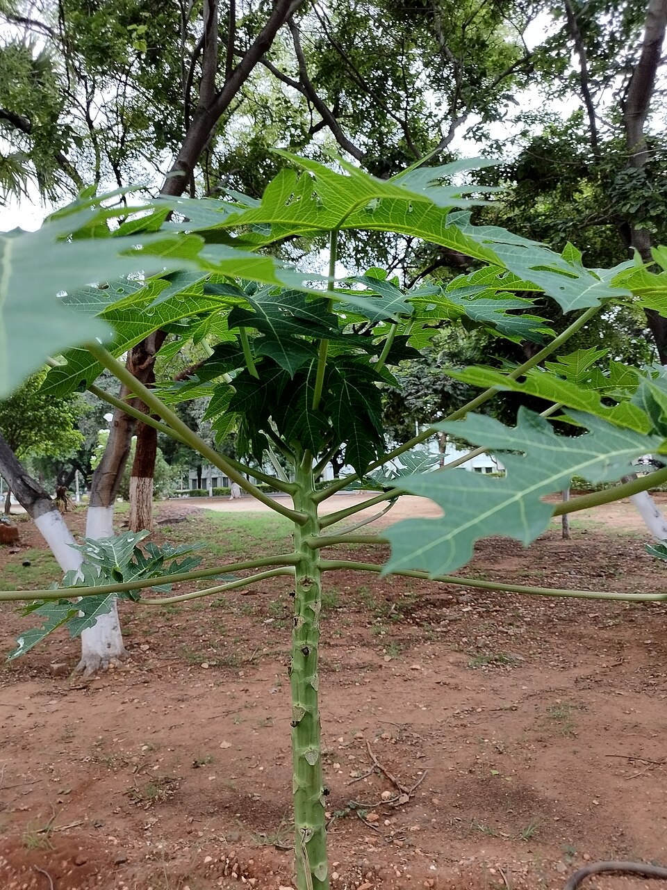 Carica (Papaya) (alternate view 4)