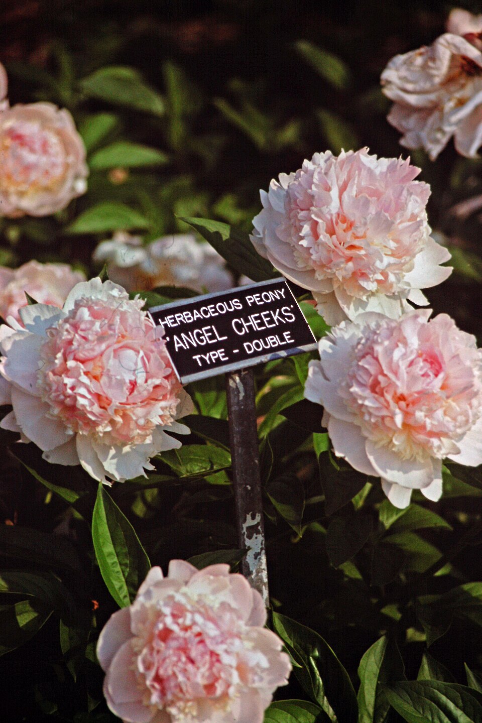 Paeonia 'Angel Cheeks' (Angel Cheeks Peony) (alternate view 2)